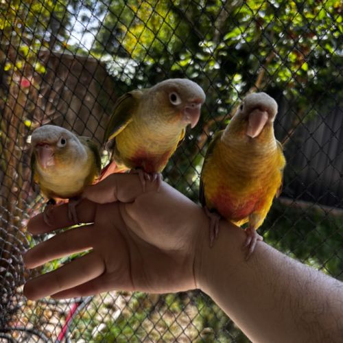 Conure ananas eam apprivoisé 2026 #0