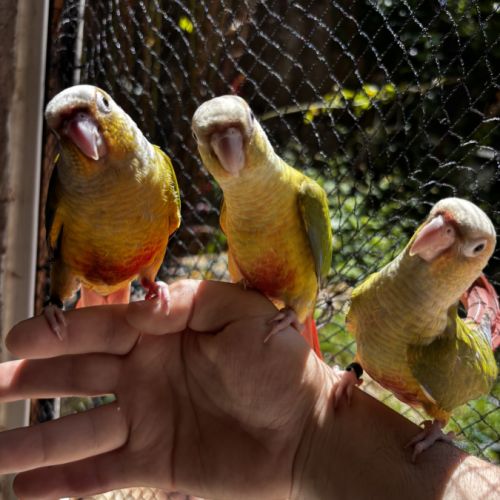 Conure ananas eam apprivoisé 2026 #2