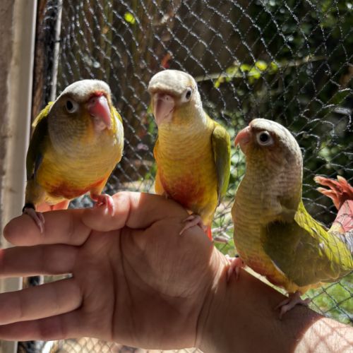 Conure ananas eam apprivoisé 2026 #3
