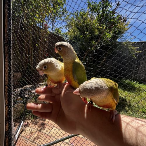 Conure ananas eam apprivoisé 2026 #4