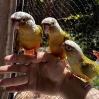 Conure ananas eam apprivoisé 2026