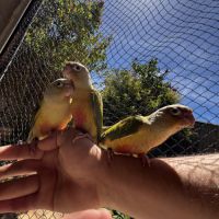 Conure ananas eam apprivoisé 2026 #5