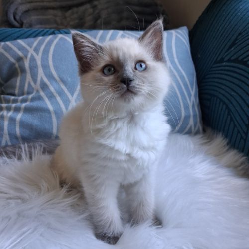 Brookie - femelle blue point - ragdoll #1