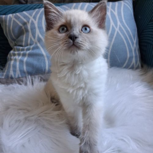 Brookie - femelle blue point - ragdoll #2