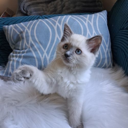 Brookie - femelle blue point - ragdoll #0