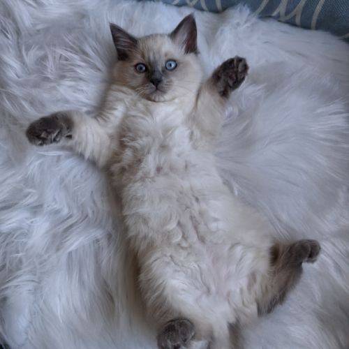 Brookie - femelle blue point - ragdoll #5