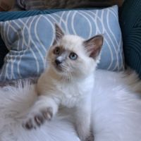 Brookie - femelle blue point - ragdoll #3