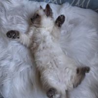 Brookie - femelle blue point - ragdoll #6