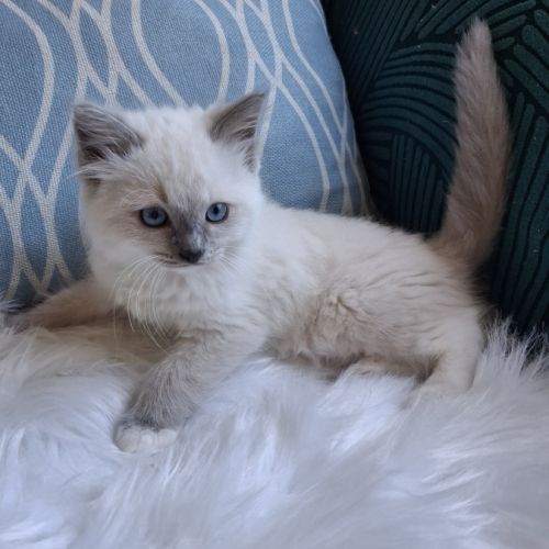 Bradley - mâle seal bicolore ragdoll #0