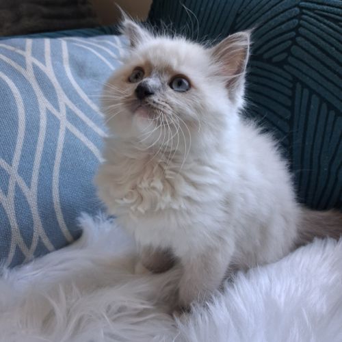 Bradley - mâle seal bicolore ragdoll #2