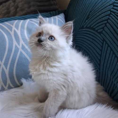 Bradley - mâle seal bicolore ragdoll #4