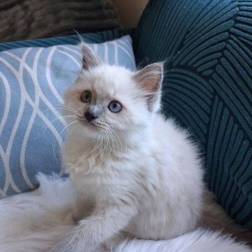 Bradley - mâle seal bicolore ragdoll #5