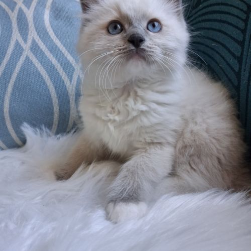 Bradley - mâle seal bicolore ragdoll #6