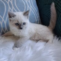 Bradley - mâle seal bicolore ragdoll