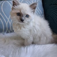 Bradley - mâle seal bicolore ragdoll #3