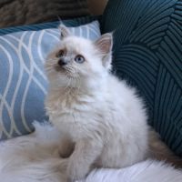 Bradley - mâle seal bicolore ragdoll #4