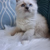 Bradley - mâle seal bicolore ragdoll #6