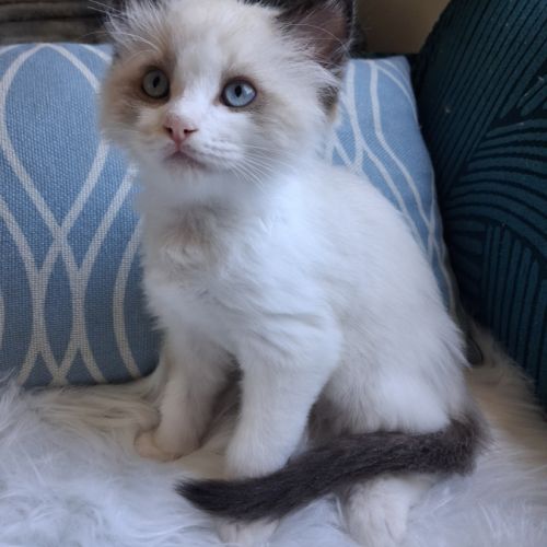 Bradley - mâle seal bicolore ragdoll #1