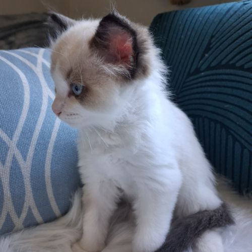 Bradley - mâle seal bicolore ragdoll #2