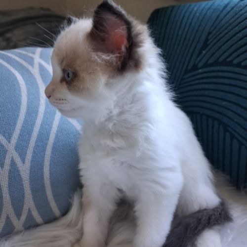 Bradley - mâle seal bicolore ragdoll #4
