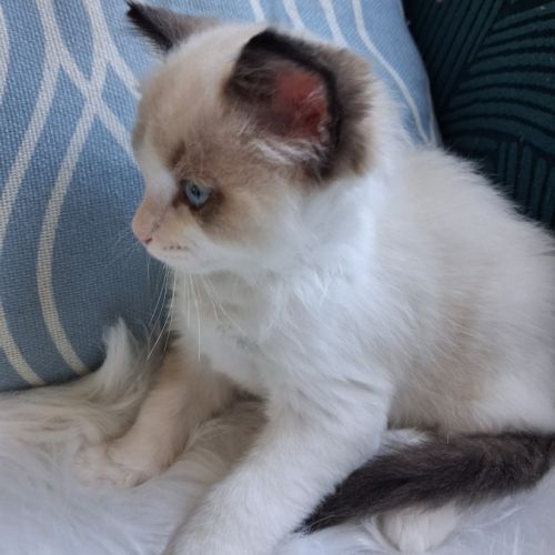 Bradley - mâle seal bicolore ragdoll #5