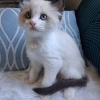 Bradley - mâle seal bicolore ragdoll #1