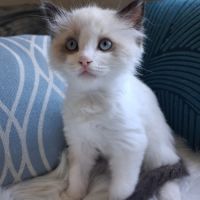 Bradley - mâle seal bicolore ragdoll #3