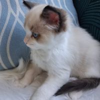 Bradley - mâle seal bicolore ragdoll #5