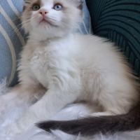 Bradley - mâle seal bicolore ragdoll #6