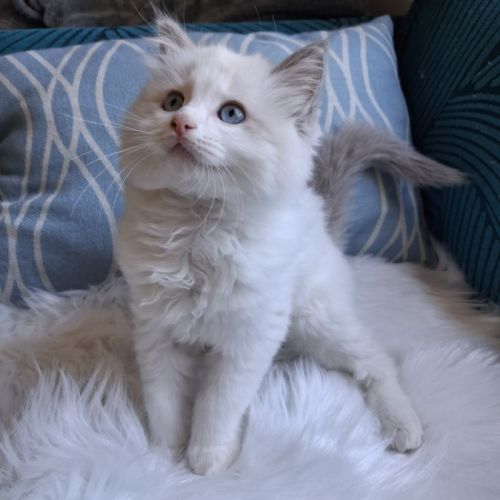 Bounty - mâle blue bicolore, ragdoll #3
