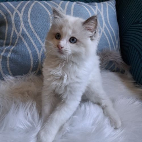 Bounty - mâle blue bicolore, ragdoll #4