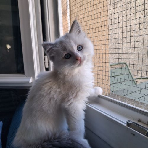 Bounty - mâle blue bicolore, ragdoll #5