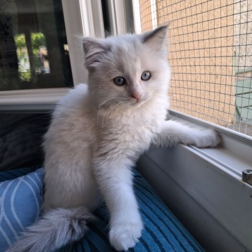Bounty - mâle blue bicolore, ragdoll #6