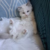 Bounty - mâle blue bicolore, ragdoll