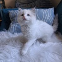 Bounty - mâle blue bicolore, ragdoll #2