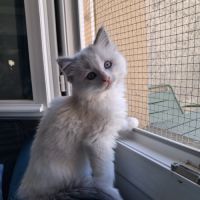 Bounty - mâle blue bicolore, ragdoll #5