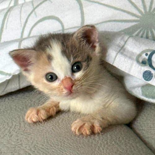 Clochette, adorable et très câline #0