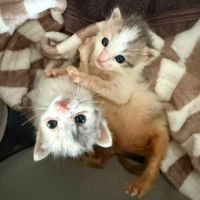 Clochette, adorable et très câline #2