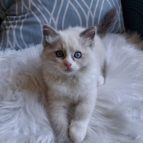 Bingo - mâle blue bicolore mitted #2