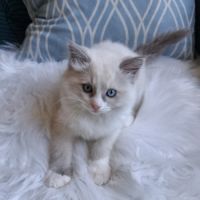 Bingo - mâle blue bicolore mitted #1