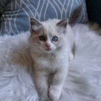 Bingo - mâle blue bicolore mitted #2