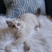 Bingo - mâle blue bicolore mitted