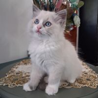 Bingo - mâle blue bicolore mitted #6