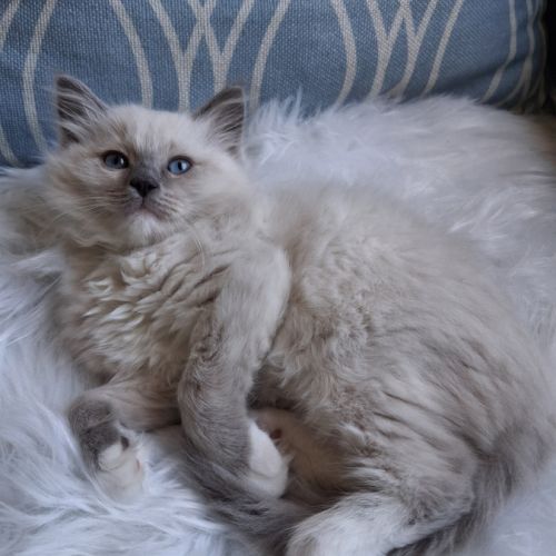 Bretzel - femelle blue point mitted #1