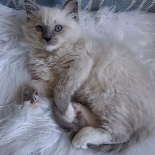 Bretzel - femelle blue point mitted #3