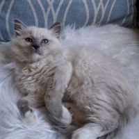 Bretzel - femelle blue point mitted #1