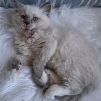 Bretzel - femelle blue point mitted #2