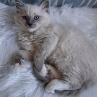 Bretzel - femelle blue point mitted #3