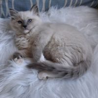 Bretzel - femelle blue point mitted