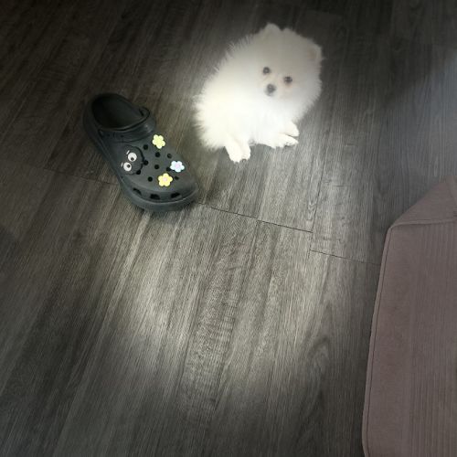 Spitz nain poméranian #3